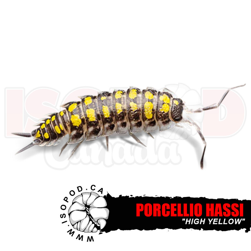 Hassi "High Yellow" Isopods Hassi "High Yellow" Isopods
