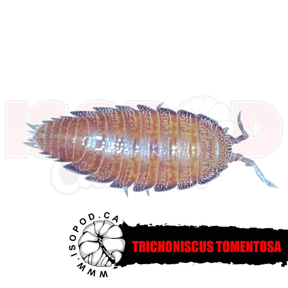 Dwarf Purple Isopods