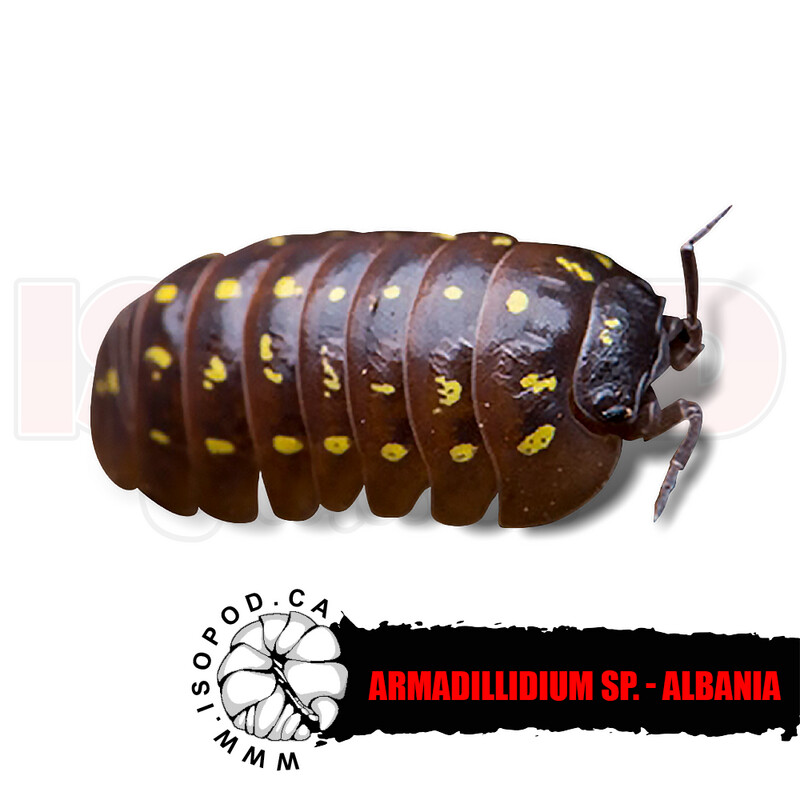 Albania Spotted Isopods