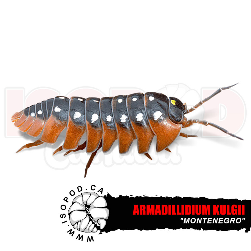 Clown "Montenegro" Isopods