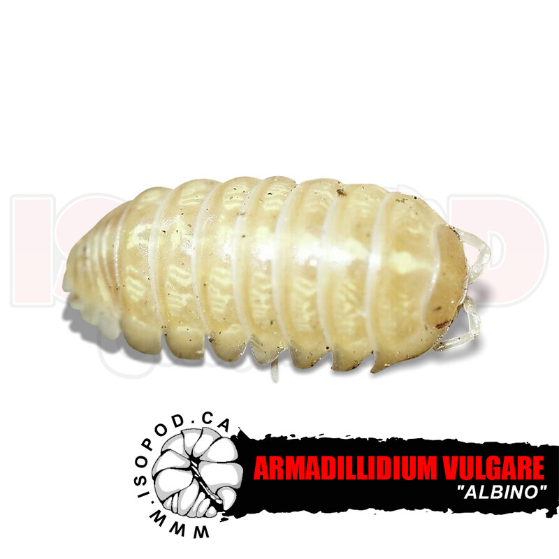 Albino Roly Poly Isopods