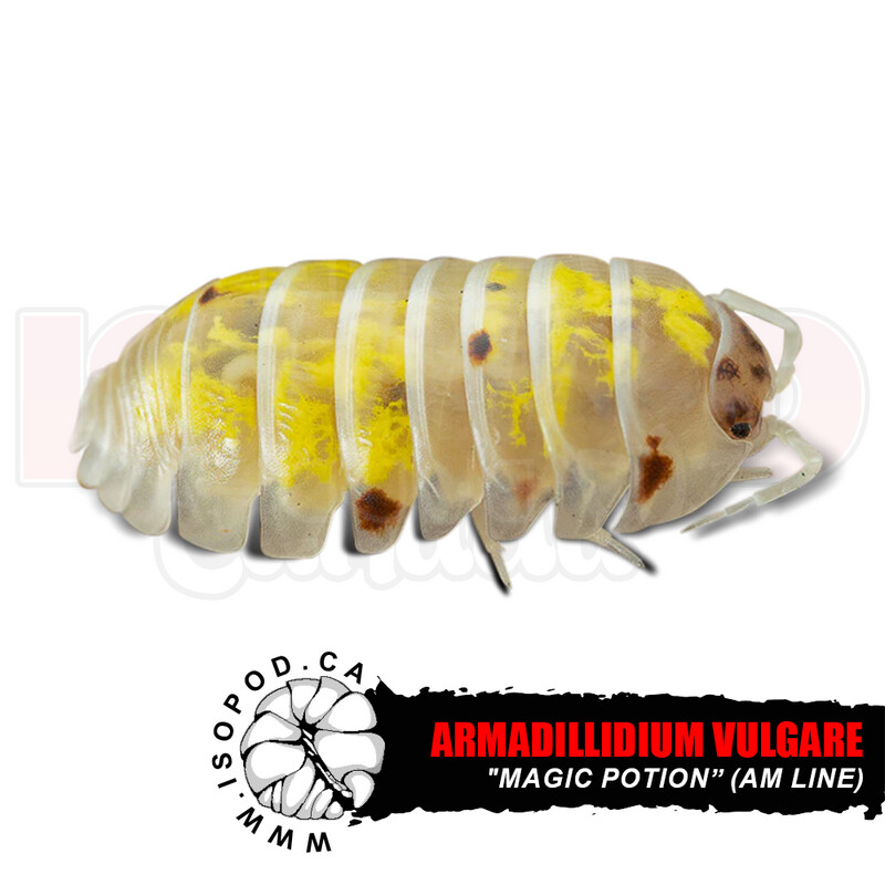 Magic Potion Isopods (USA Line)