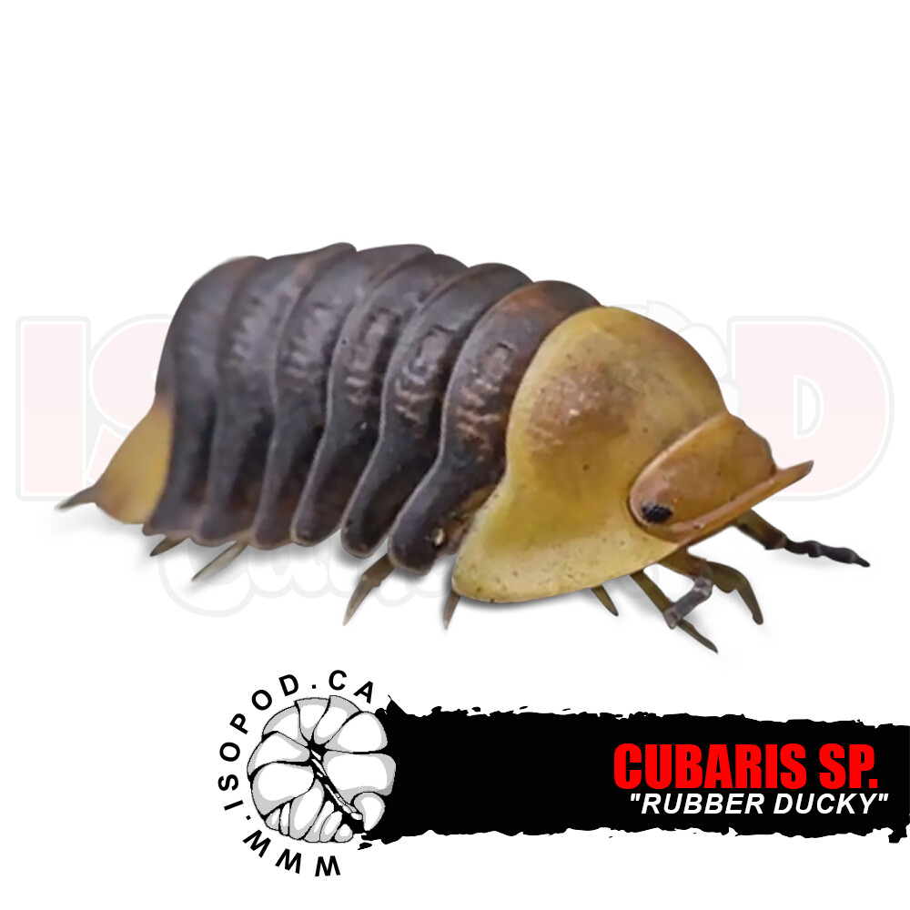Rubber Ducky (Cubaris sp. "Rubber Ducky") Isopods Canada