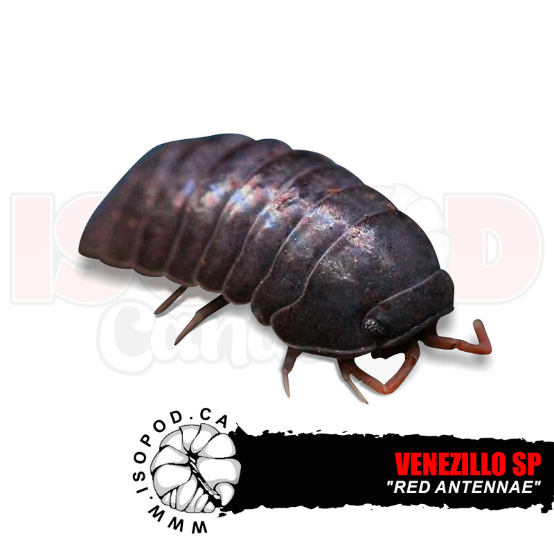 Dwarf Red Antennae Roly Poly Isopods