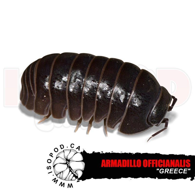 Oak Woodland Isopod "Greece" Oak Woodland Isopod "Greece"