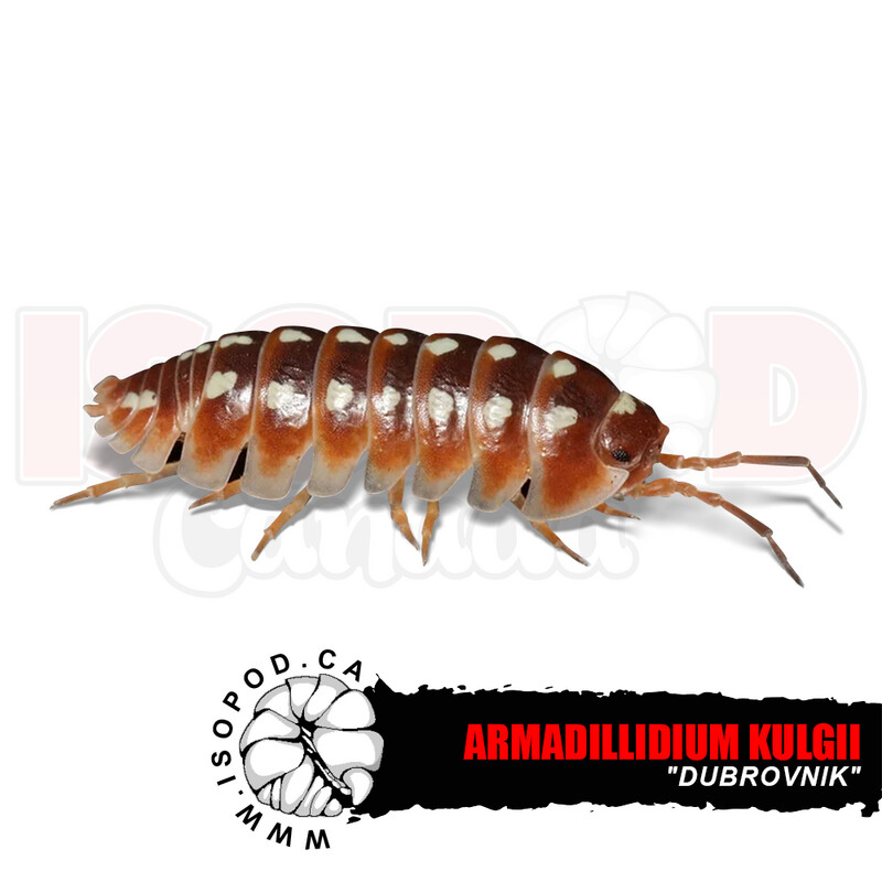 Dubrovnik Isopods