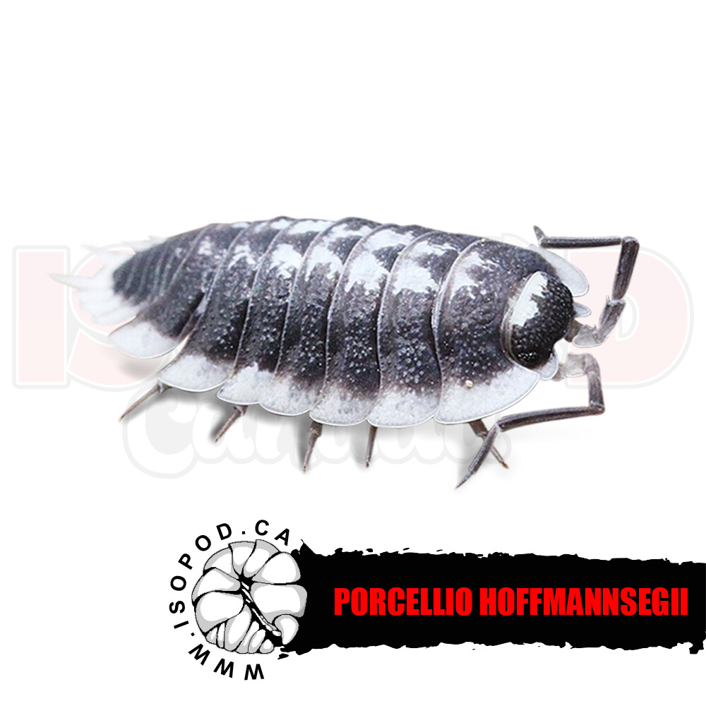 Hoffmann's Isopods / Titan Isopods (Porcellio hoffmannseggi) in Canada