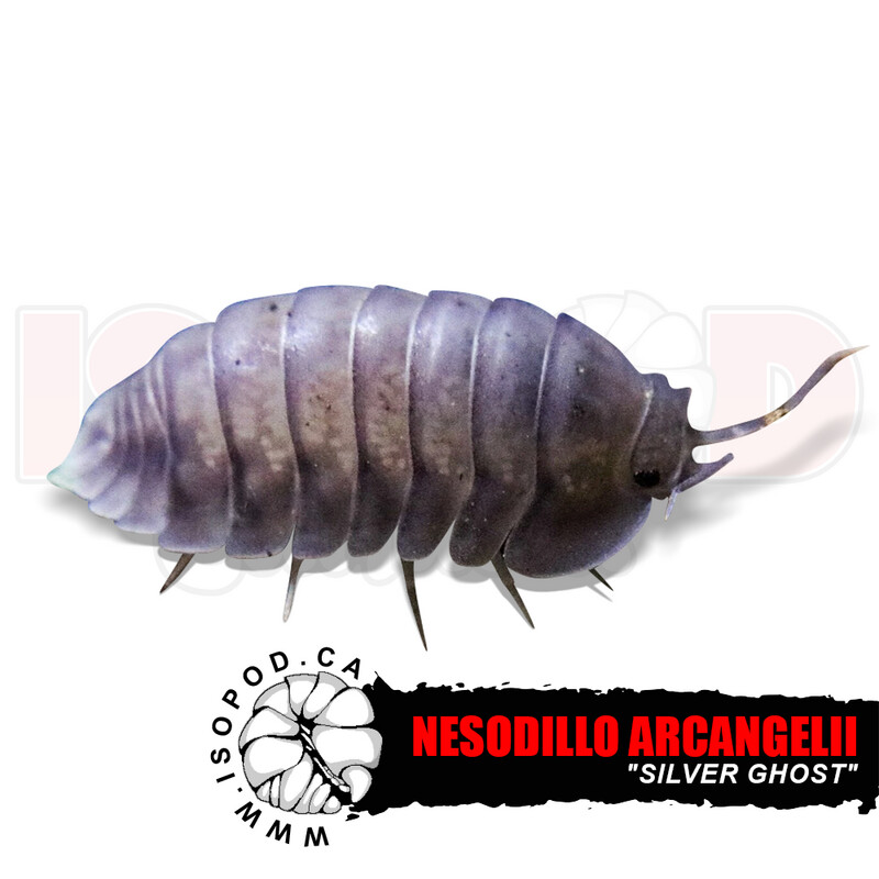 Silver Ghost Isopods Silver Ghost Isopods