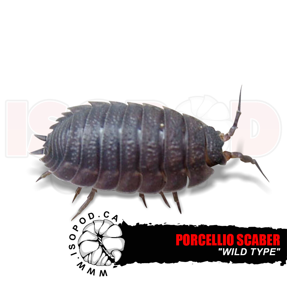 Rough Grey Isopods