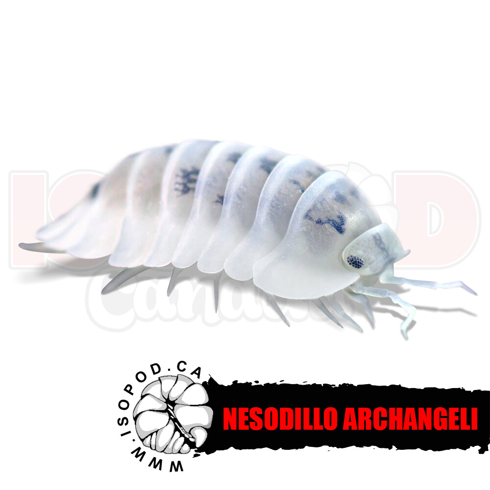 Shiro Utsuri Isopods