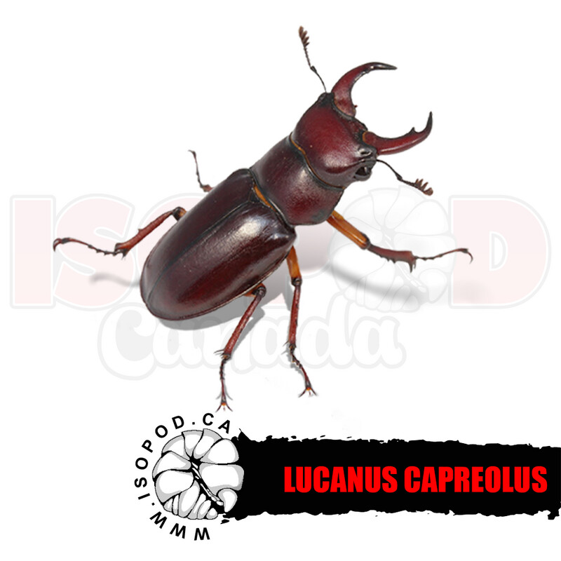Capreolus Stag Beetle
