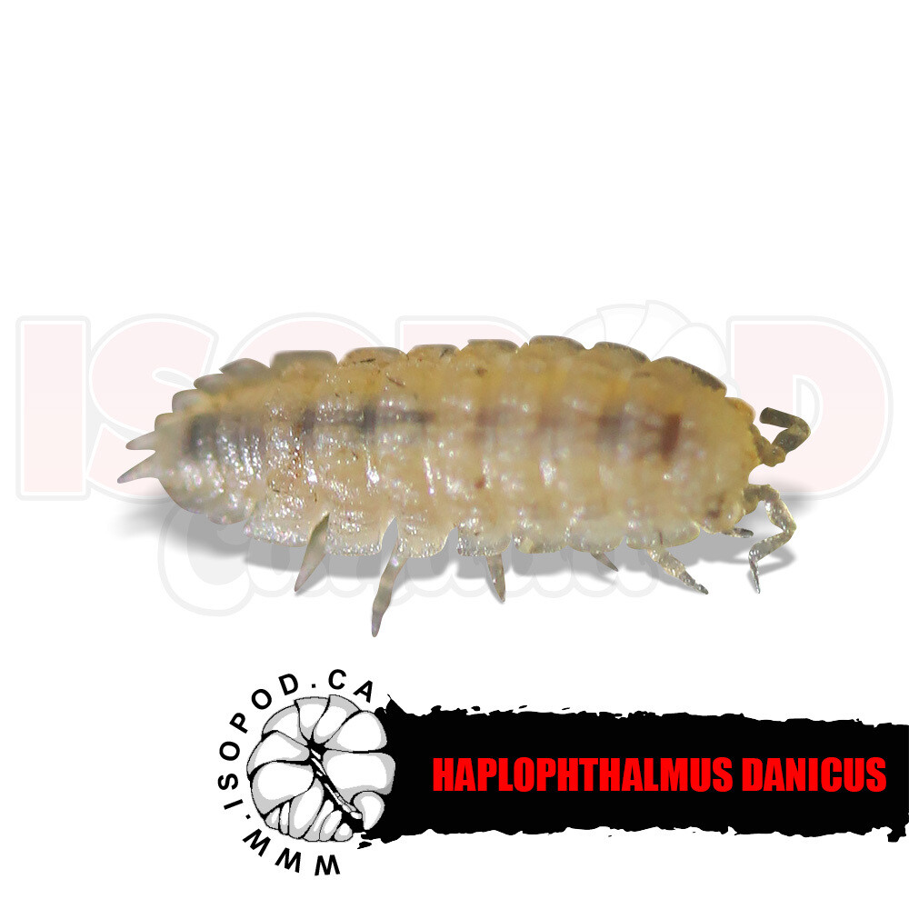 Dwarf Cave Isopod