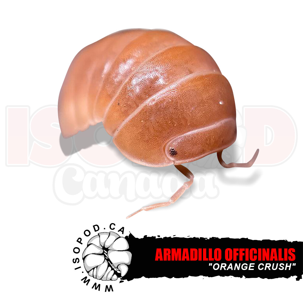 Armadillo officinalis 'Orange Crush' Isopods in Canada