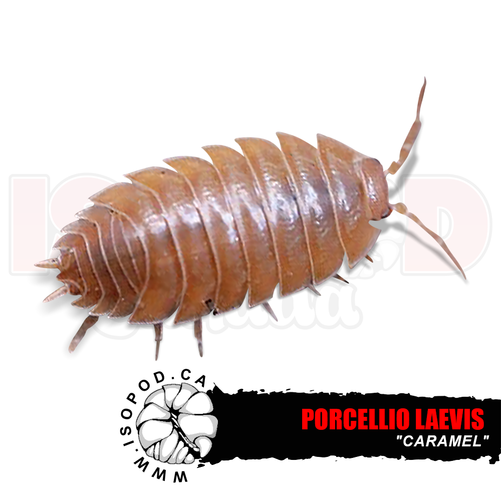 Smooth Caramel Isopods