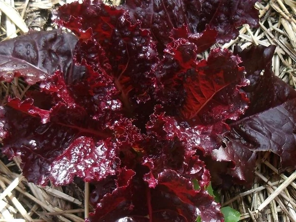 Merlot Purple Lettuce