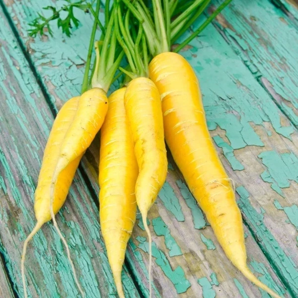Amarillo Carrot