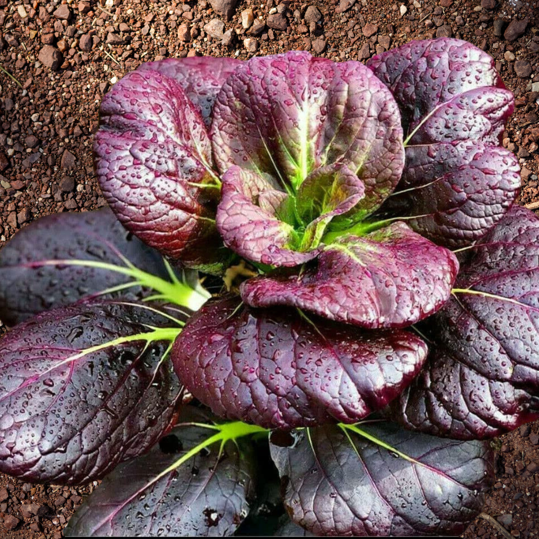 Purple Lady Bok Choy