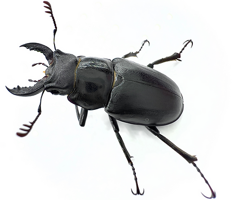 Smooth Stag Beetle