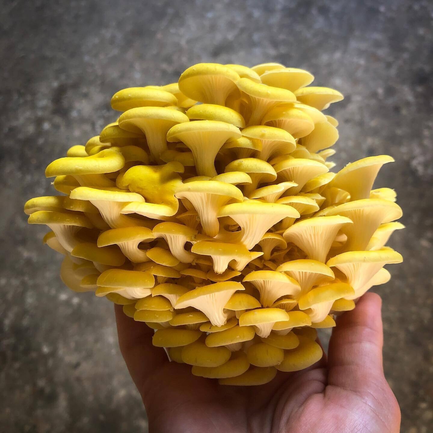 Golden Oyster Mushroom Growing Kit