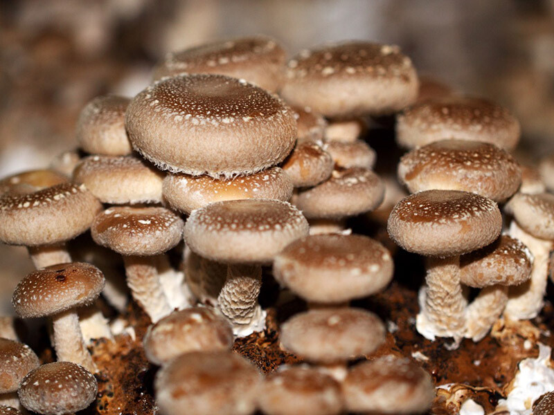 Shiitake Mushroom Growing Kit, Also Available:: Shiitake Mushrooms (Lentinula edodes)