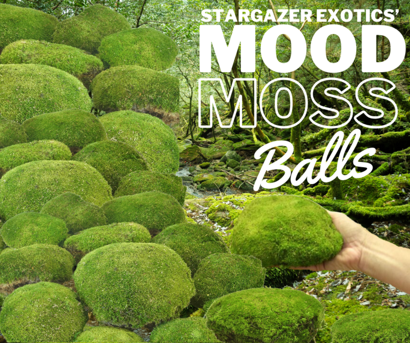 Mood Moss Balls