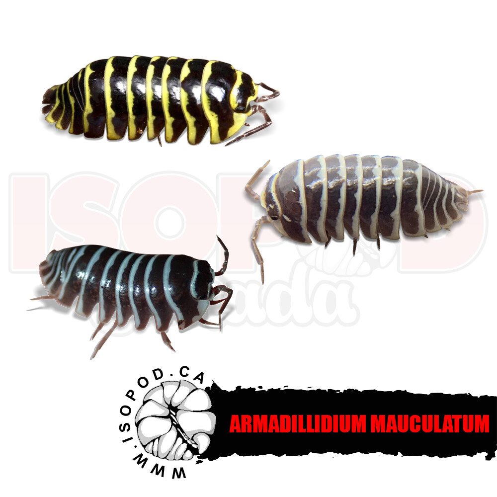 Mixed Zebra Isopods In Canada