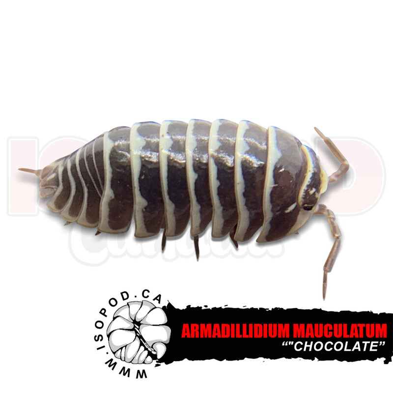 Chocolate Zebra Isopods Chocolate Zebra Isopods