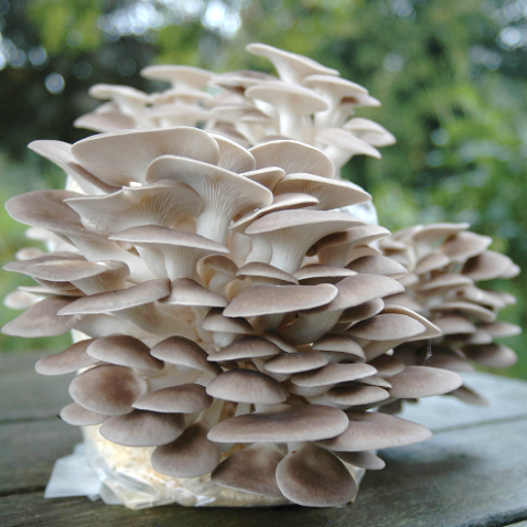 Grey Oyster Mushroom Growing Kit