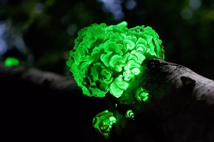 Glow in the Dark Mushroom Growing Kit (bioluminescent)