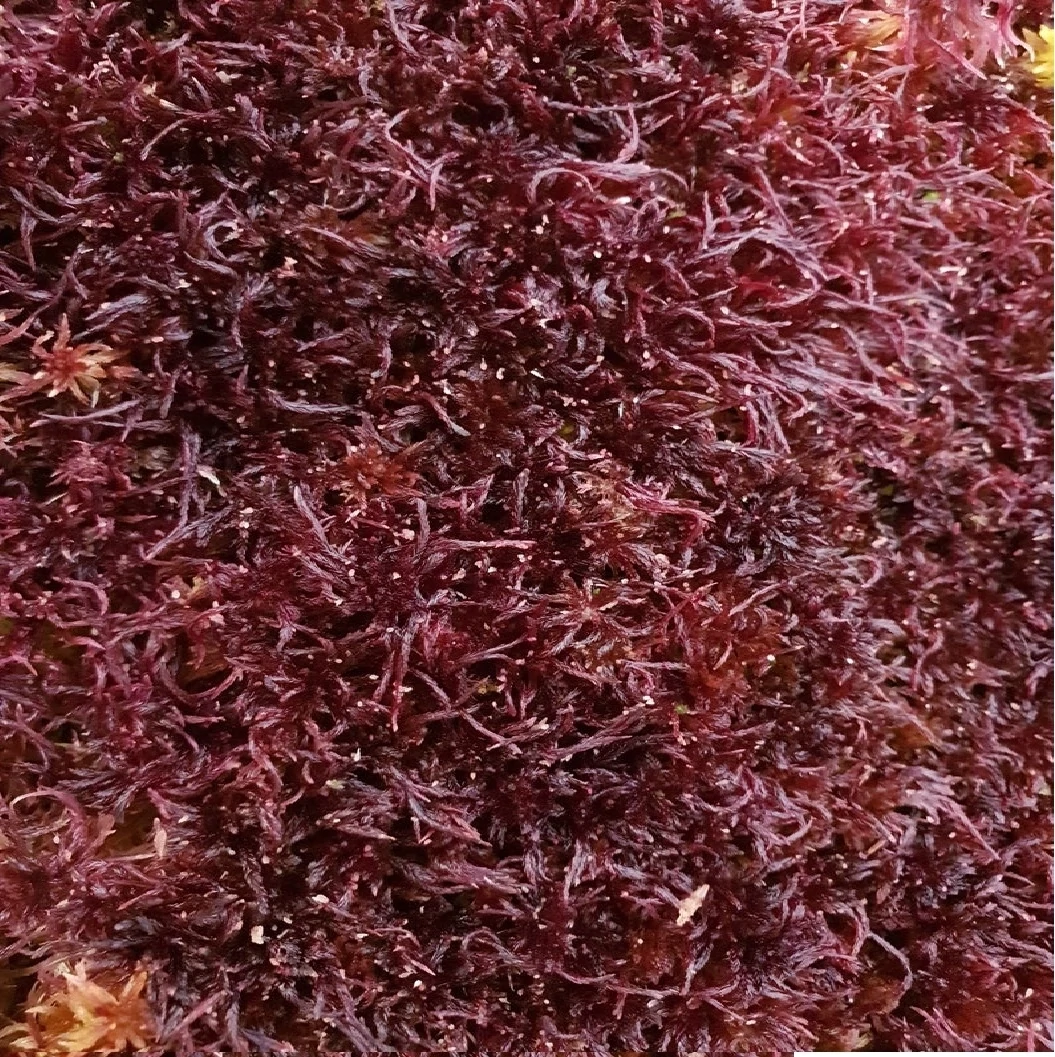 Live Purple Sphagnum Moss