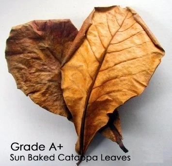 Indian Almond Leaves -Premium Grade A+