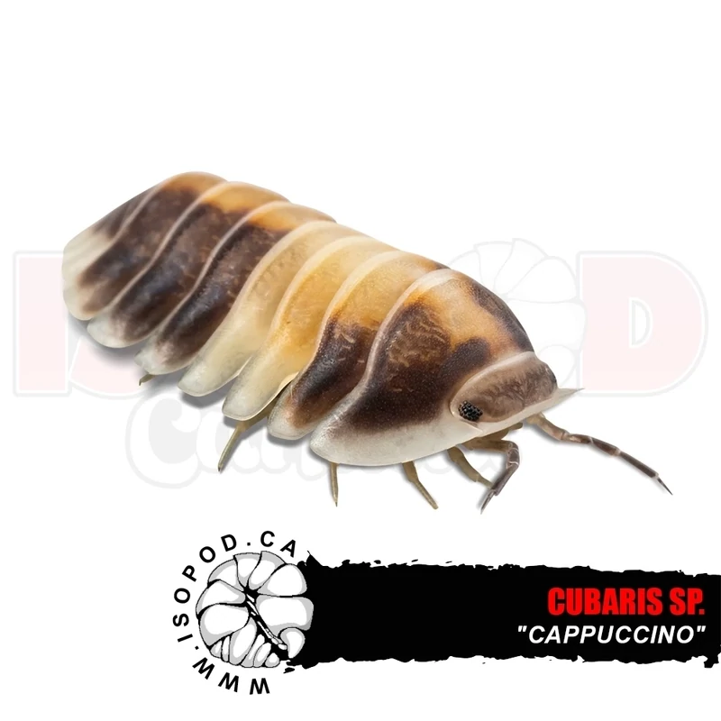 Cappuccino Isopods