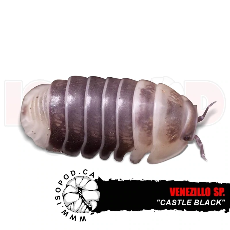 Castle Black Isopods