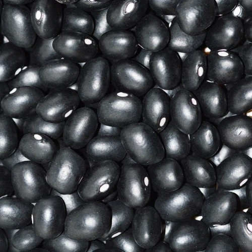Black Lima Beans / Black Speckled Butter Bean