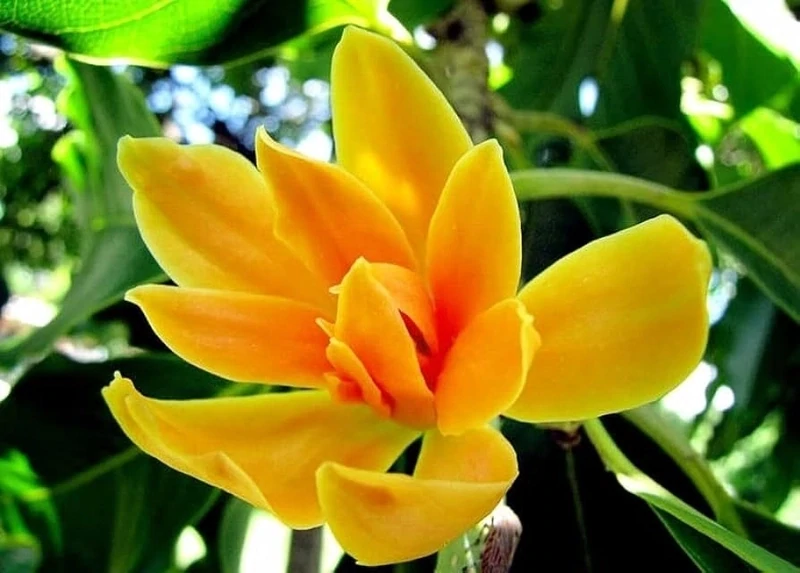 Champak Magnolia / Jade Orchid Tree