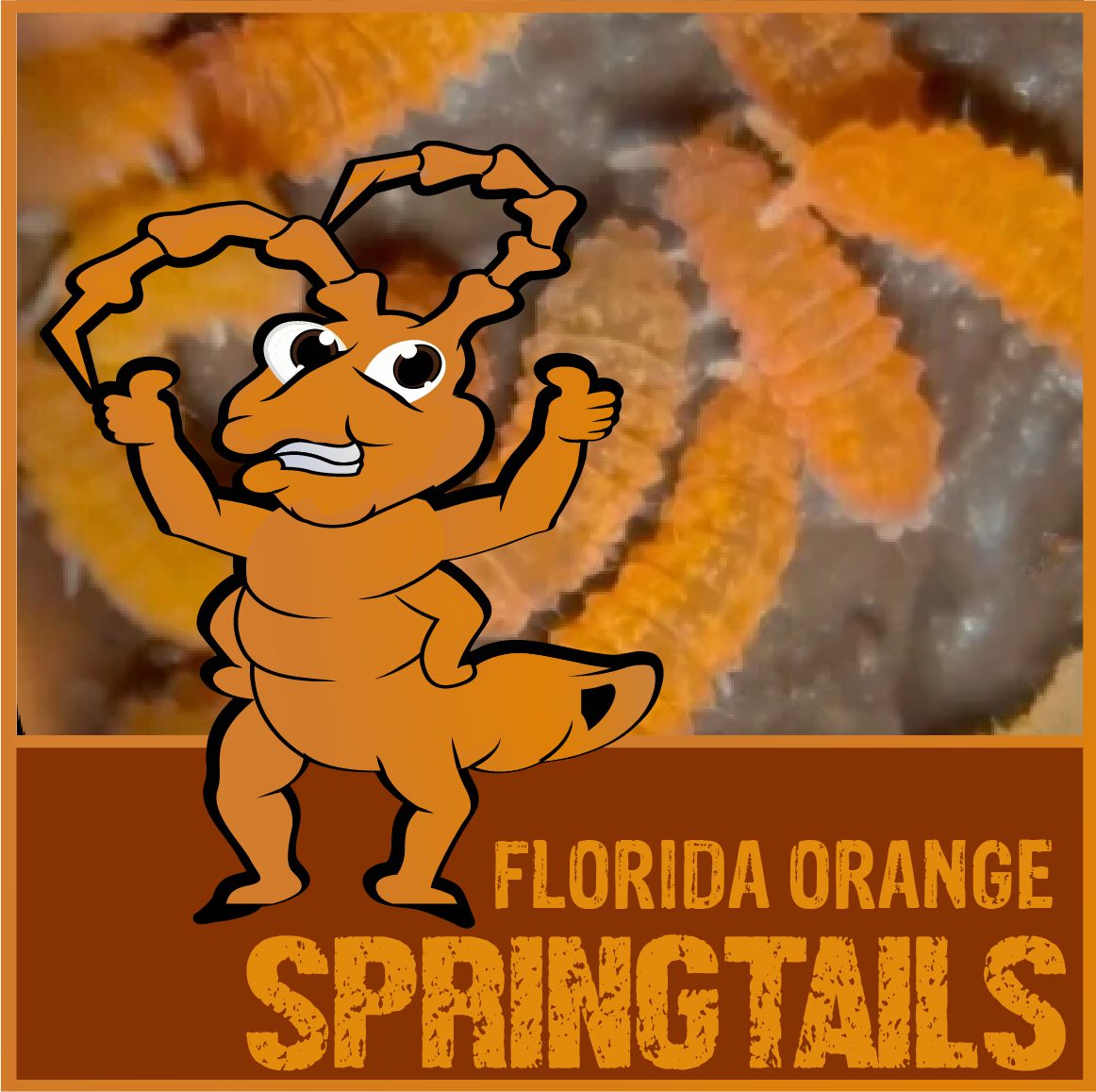 Florida Orange Springtails