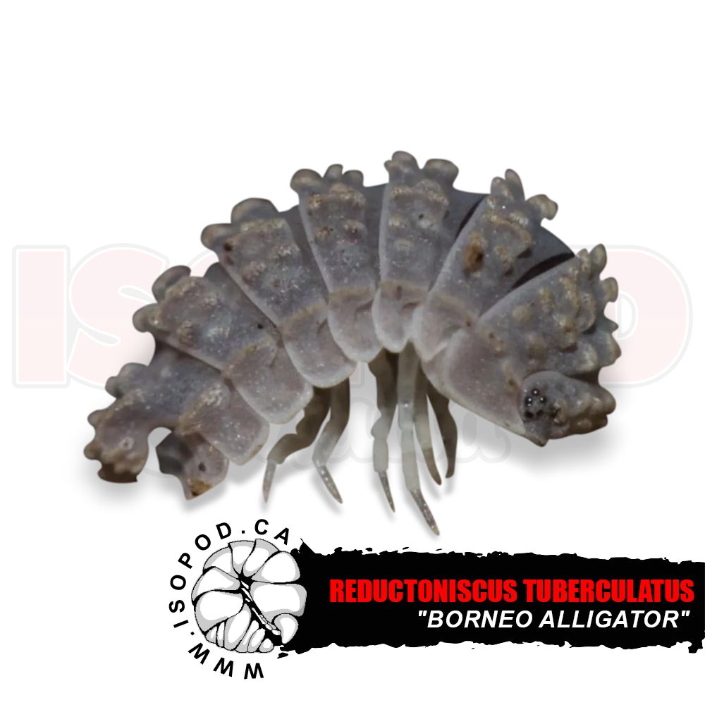 Borneo Alligator Isopods (Reductoniscus tuberculatus &ldquo;Borneo Alligator