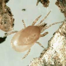 Predatory Mites (Hypoaspis miles aka Stratiolaelaps scimitus)- Natural Thrip and Fungus Gnat Predators - Biological Pest Control