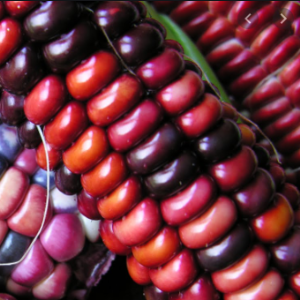 Amethyst Mountain Corn