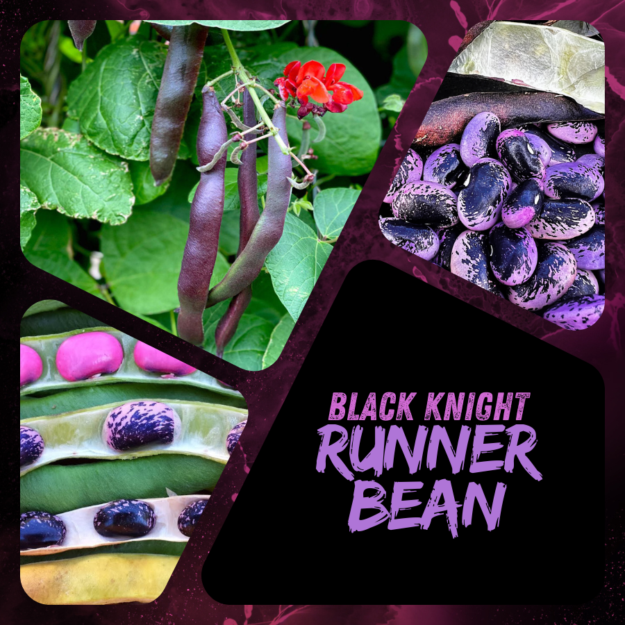 Black Knight Runner Beans