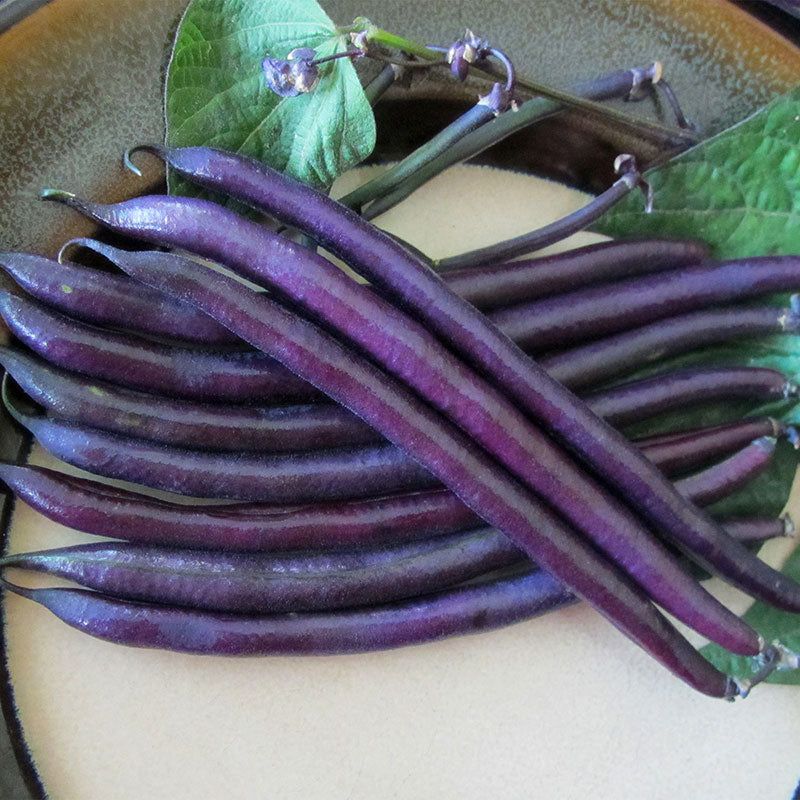 Amethyst Bean