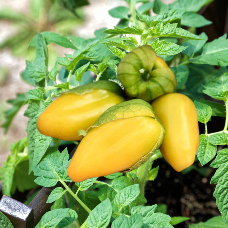 Citrus Tomatillo (Chupon De Malinalco)