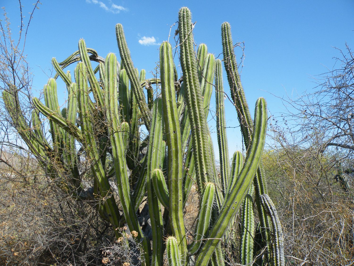 Baja Organ Pipe Cactus