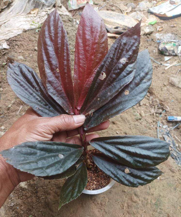 Borneo Begonia