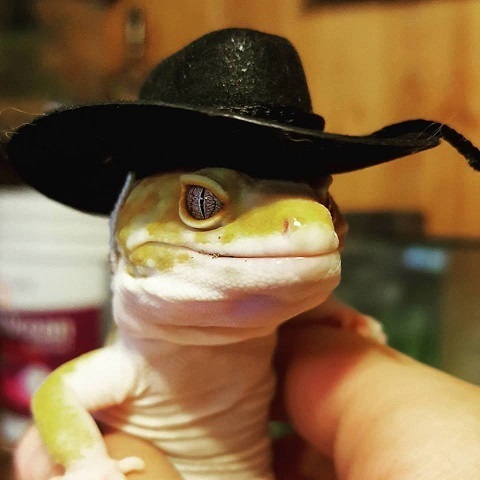 Reptile Cowboy Hats