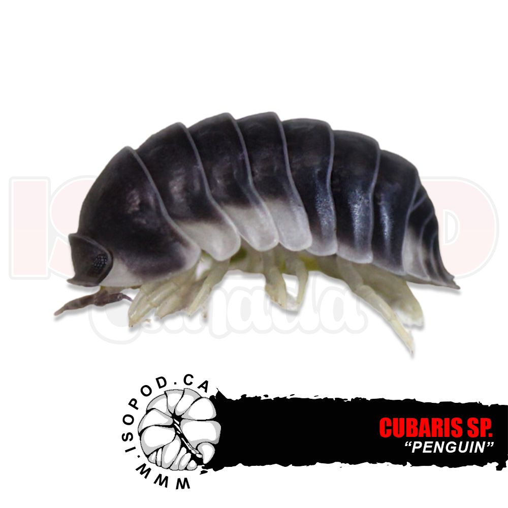 Penquin Isopods