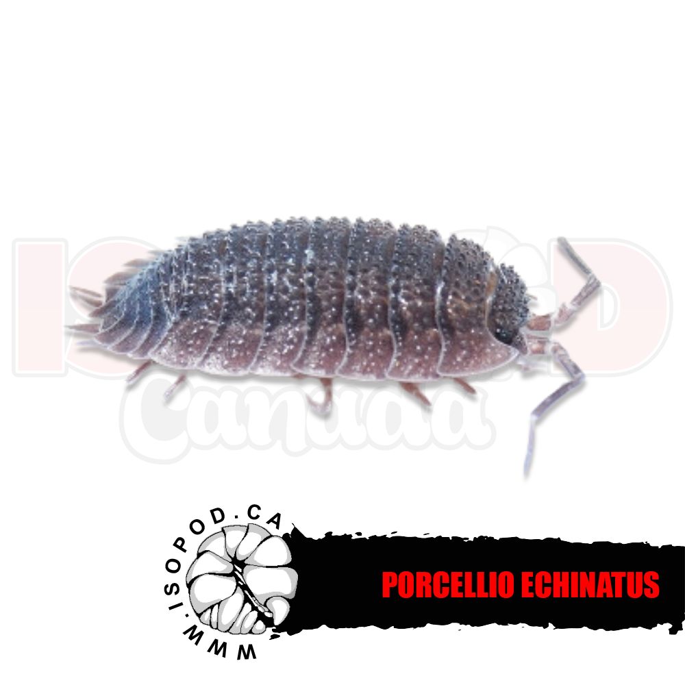 Echinatus​ Isopods