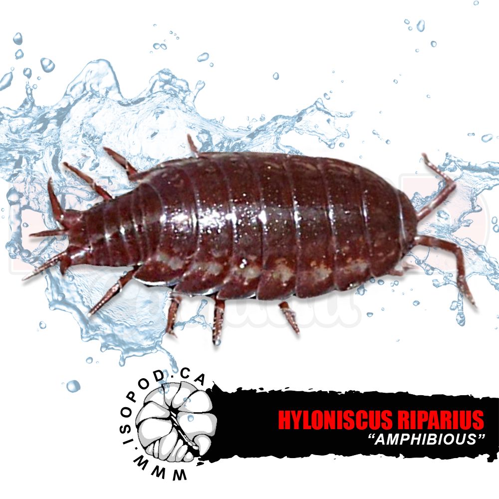 Amphibious Isopods