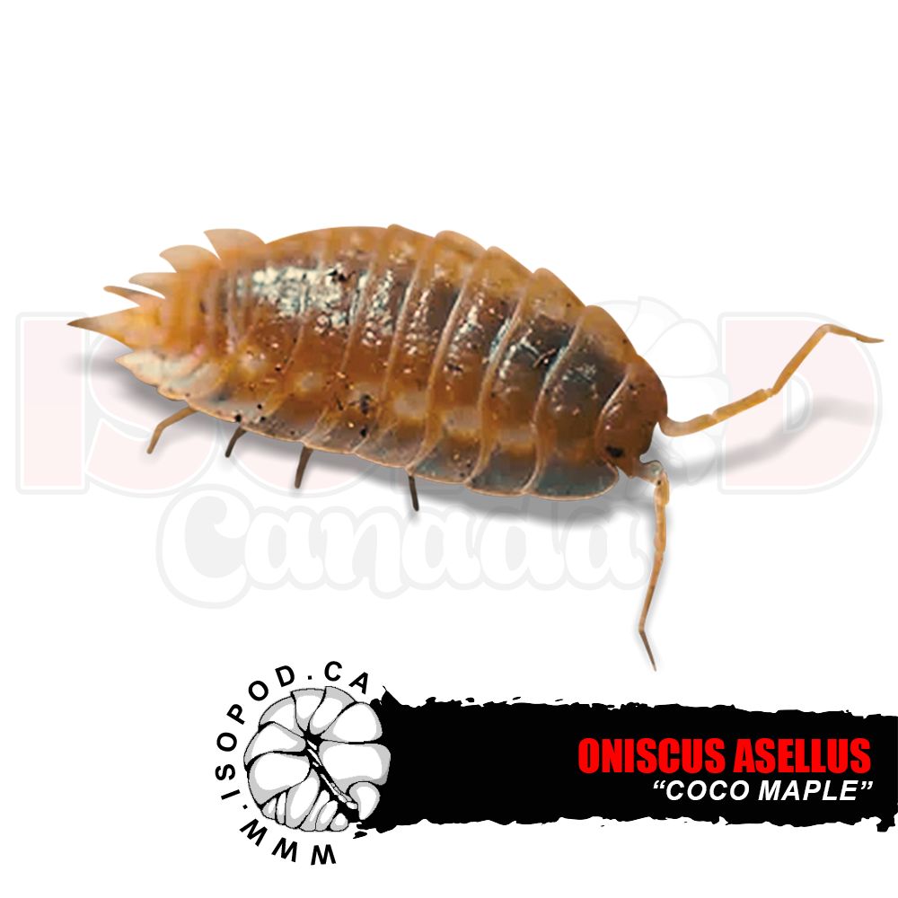 Coco-Maple Skirted Isopods