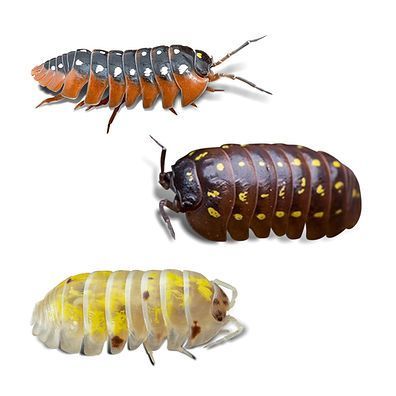 Armadillidum Isopods